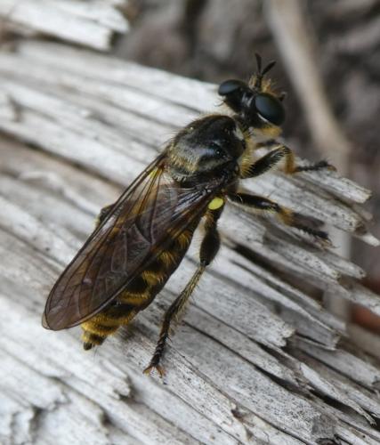 Choerades sp.